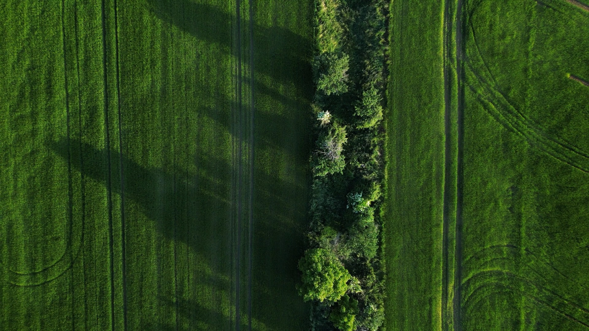 Aerial view of green farmland divided by a tree line.