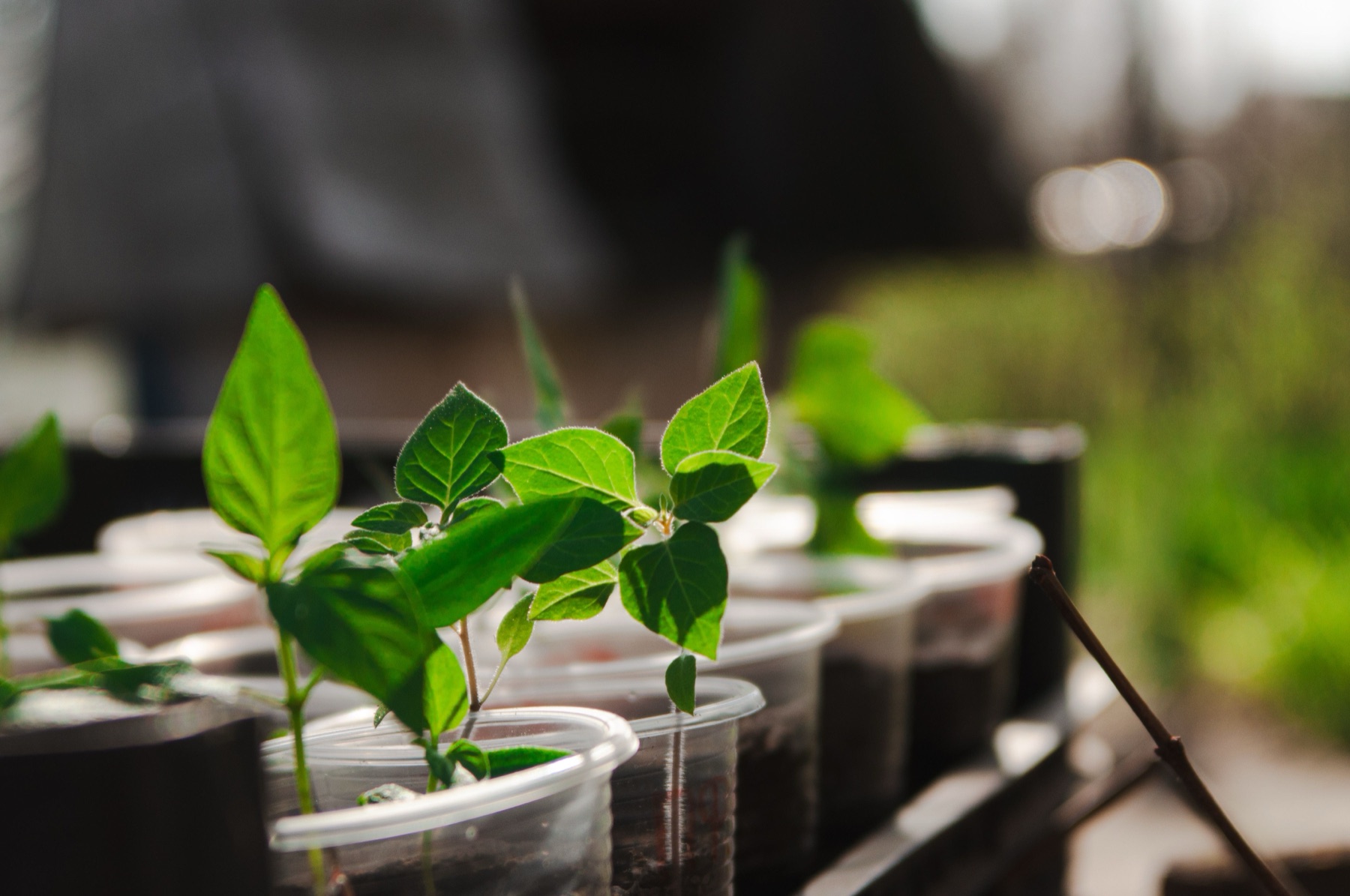 Young seedlings growing in cups, lit by warm sunlight.